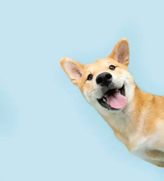 Your dog as a personal reminder